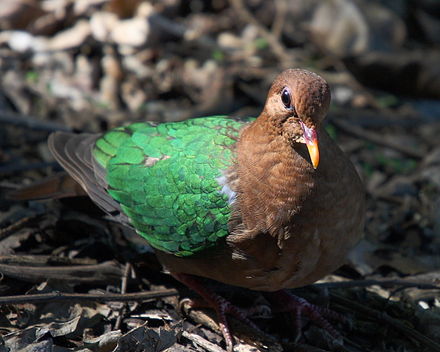 440px-Emerald_Dove_Daintree.JPG